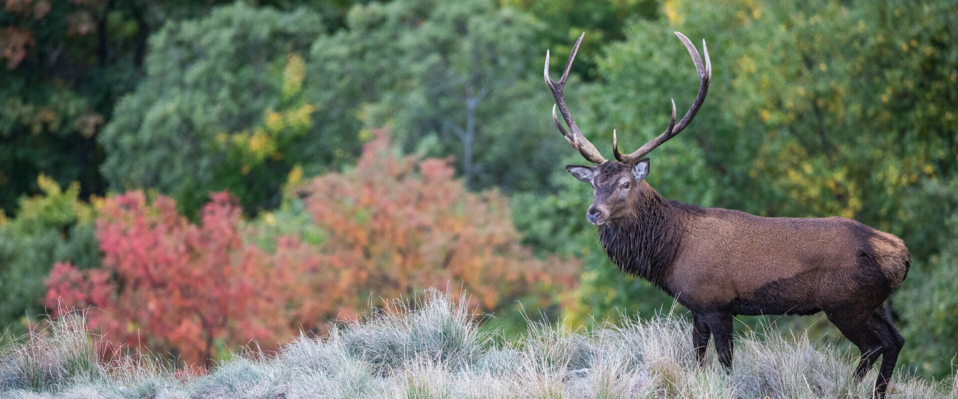 Laveissière (Cantal)